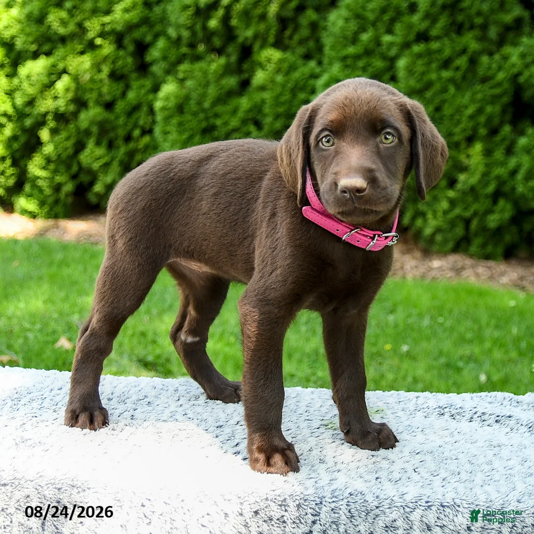 Labrador Retriever dogs for sale: Raven - Ad 1