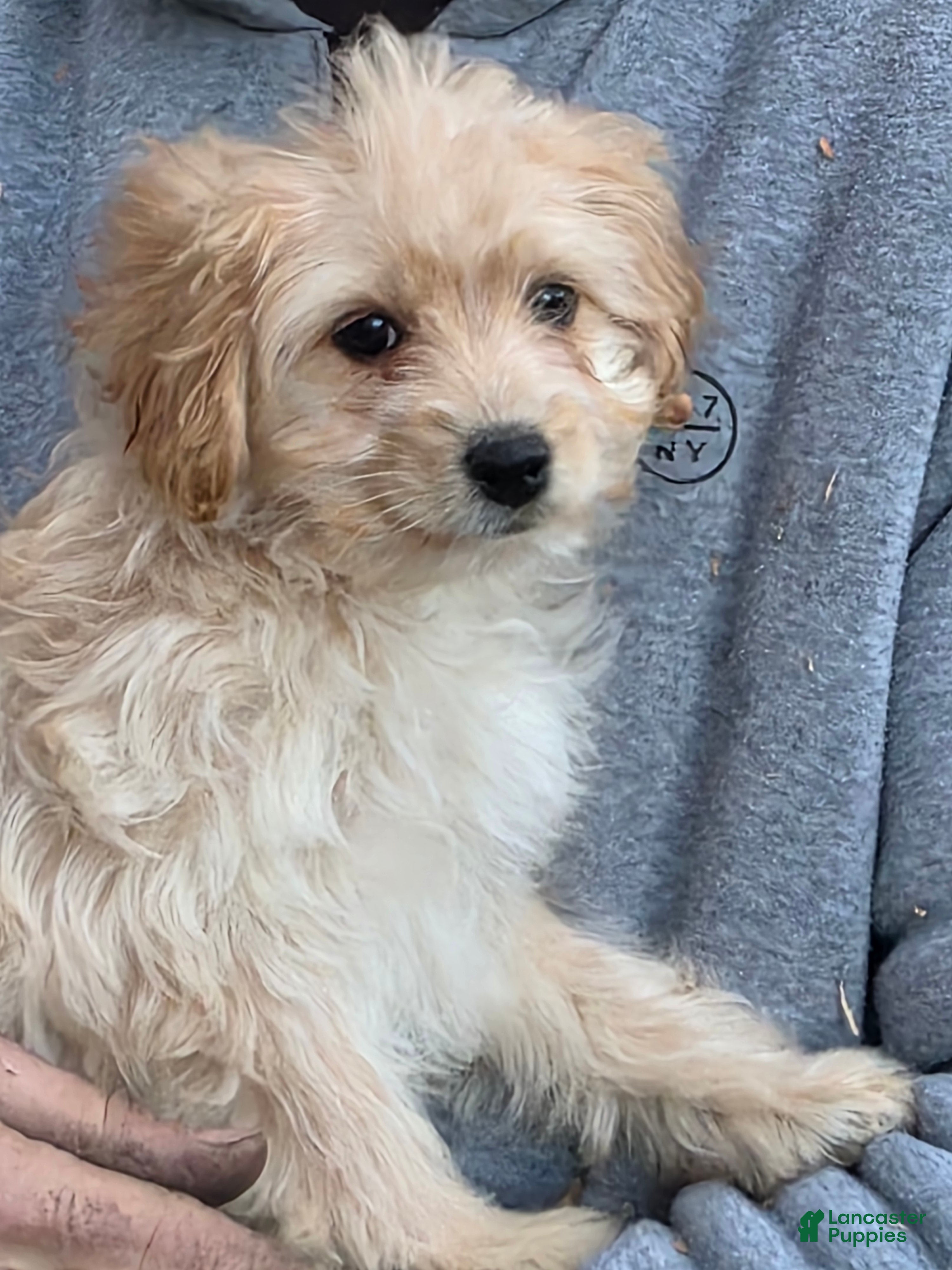 Mixed Breed dogs Casey - Ad 24