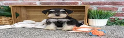 Miniature Schnauzer dogs for sale: Jeremy - Ad 5