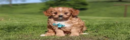 Cavapoo dogs for sale: Percy - Ad 5