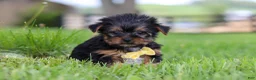Yorkshire Terrier dogs for sale: Luca - Ad 4