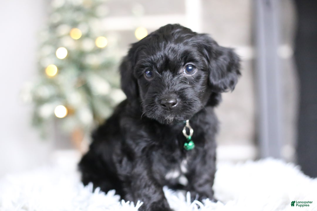 Yorkiepoo dogs for sale: Sutton - Ad 10