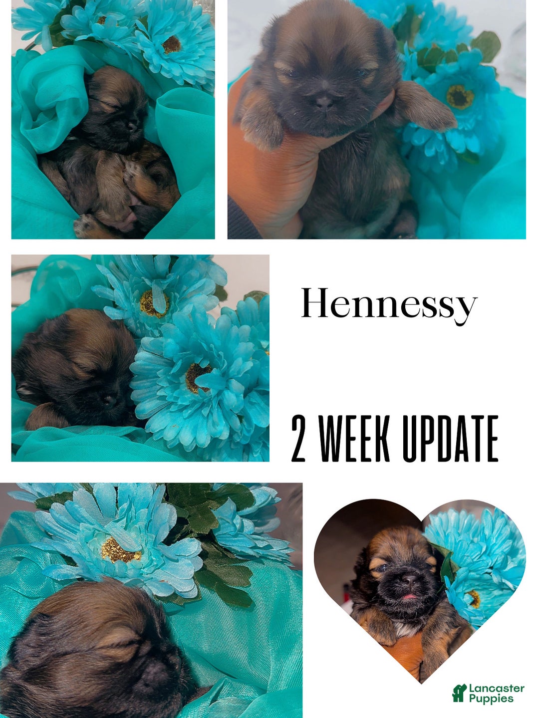 Shih Tzu dogs for sale: Hennessy - Ad 2
