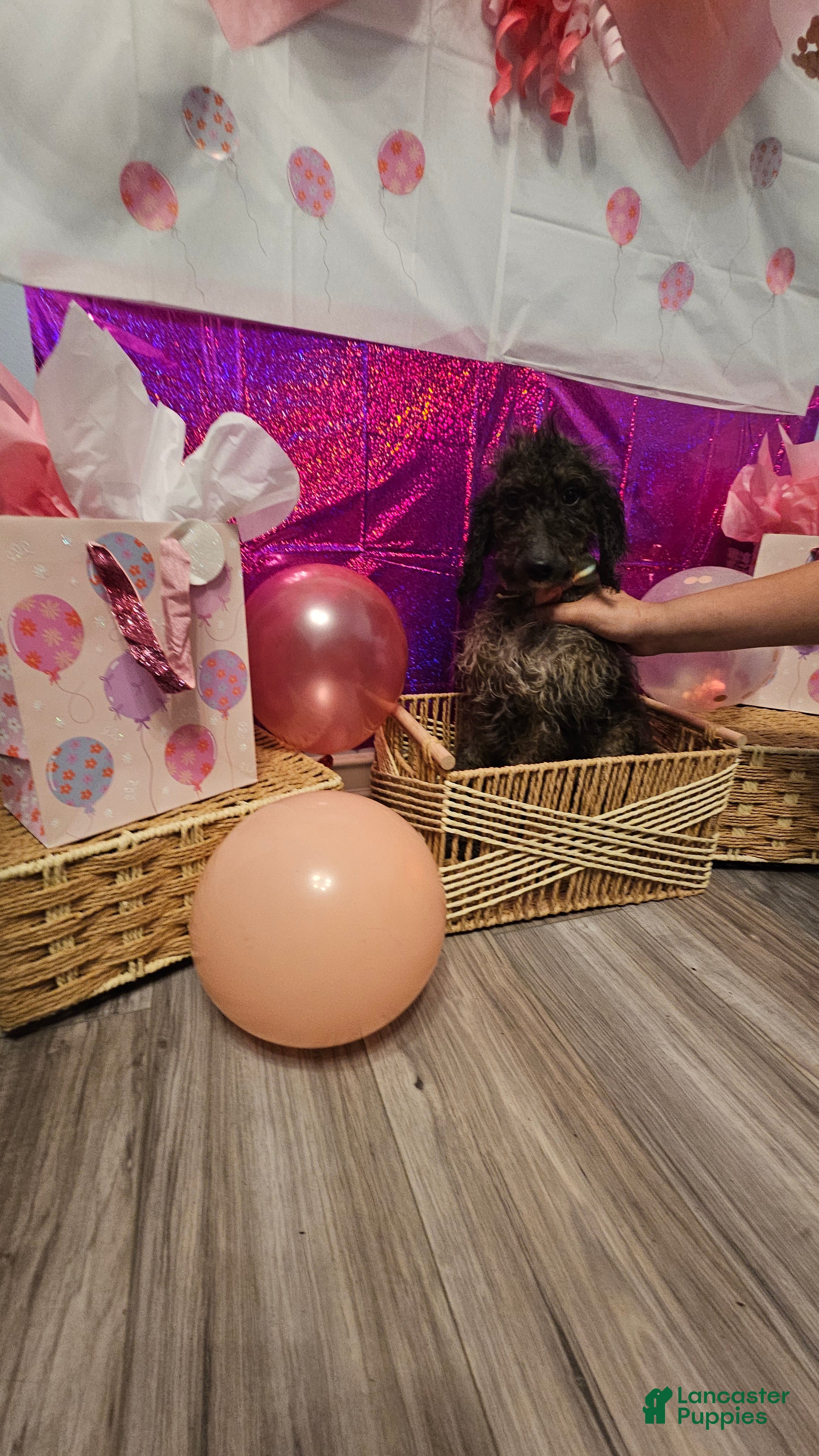 Mixed Breed dogs for sale: Cali  - Ad 3
