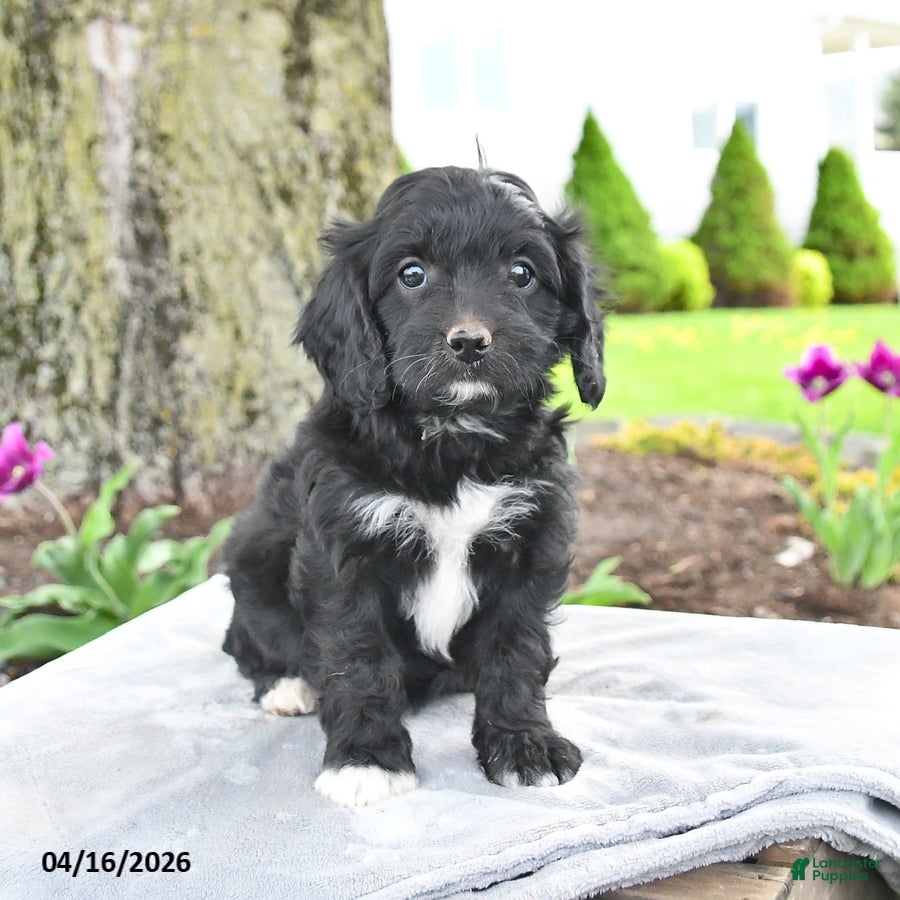 Cavapoo dogs Melody - Ad 1