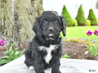 Cavapoo dogs for sale: Melody - Ad 1