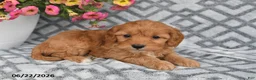 Cavapoo dogs for sale: Taz - Ad 7