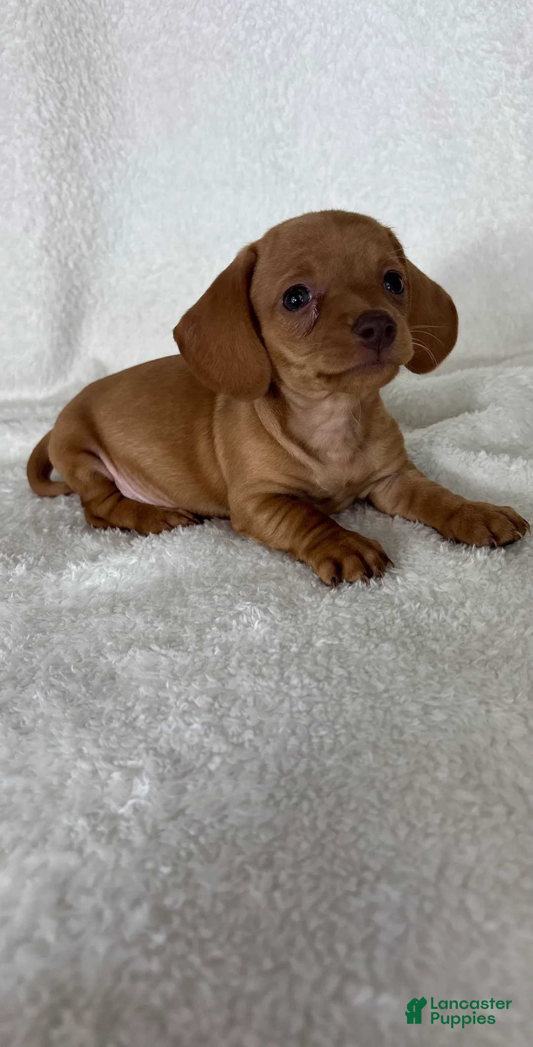 Dachshund dogs for sale: Dylan  - Ad 5