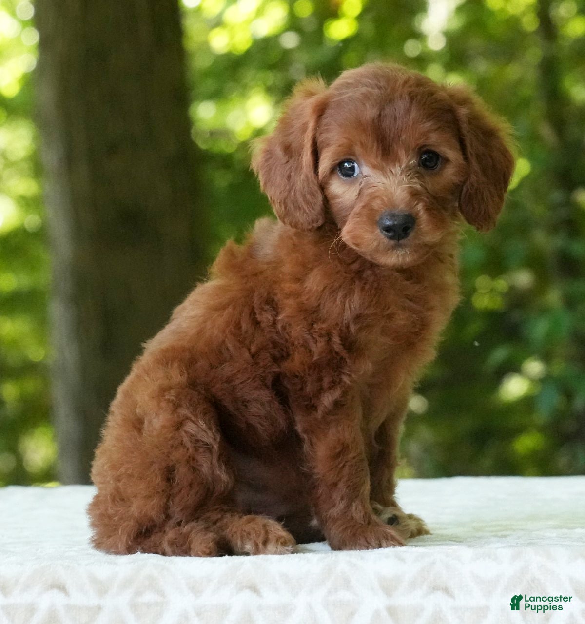 Mini Goldendoodle dogs Addy - Ad 2