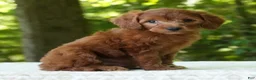 Mini Goldendoodle dogs for sale: Addy - Ad 2