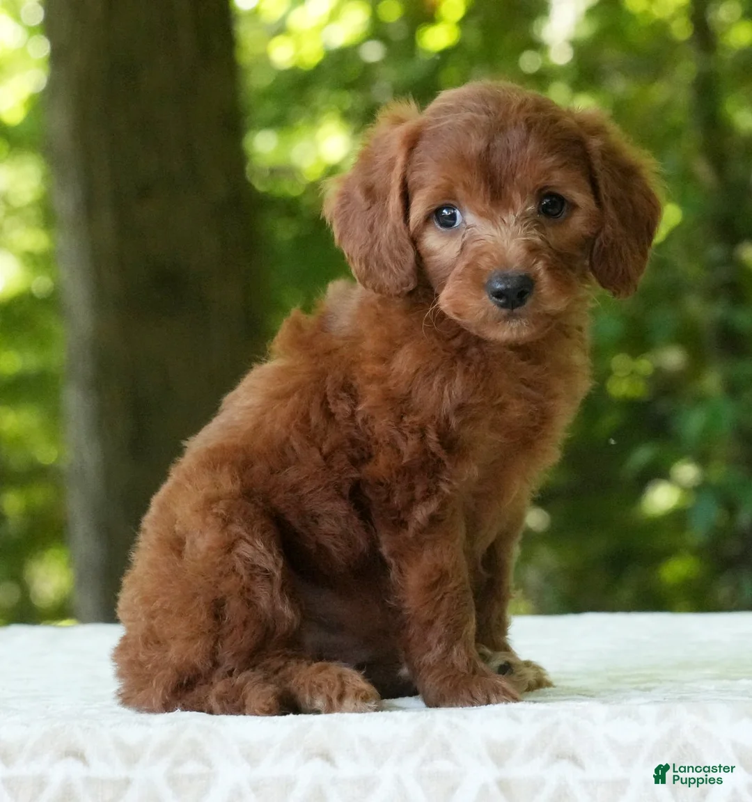 Mini Goldendoodle dogs for sale: Addy - Ad 2