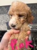 Australian Labradoodle dogs Pink Girl - Ad 1