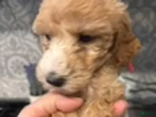 Australian Labradoodle dogs for sale: Pink Girl - Ad 3