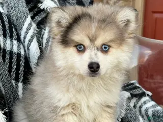 Pomsky dogs Pomsky Puppy 1 - Ad 20