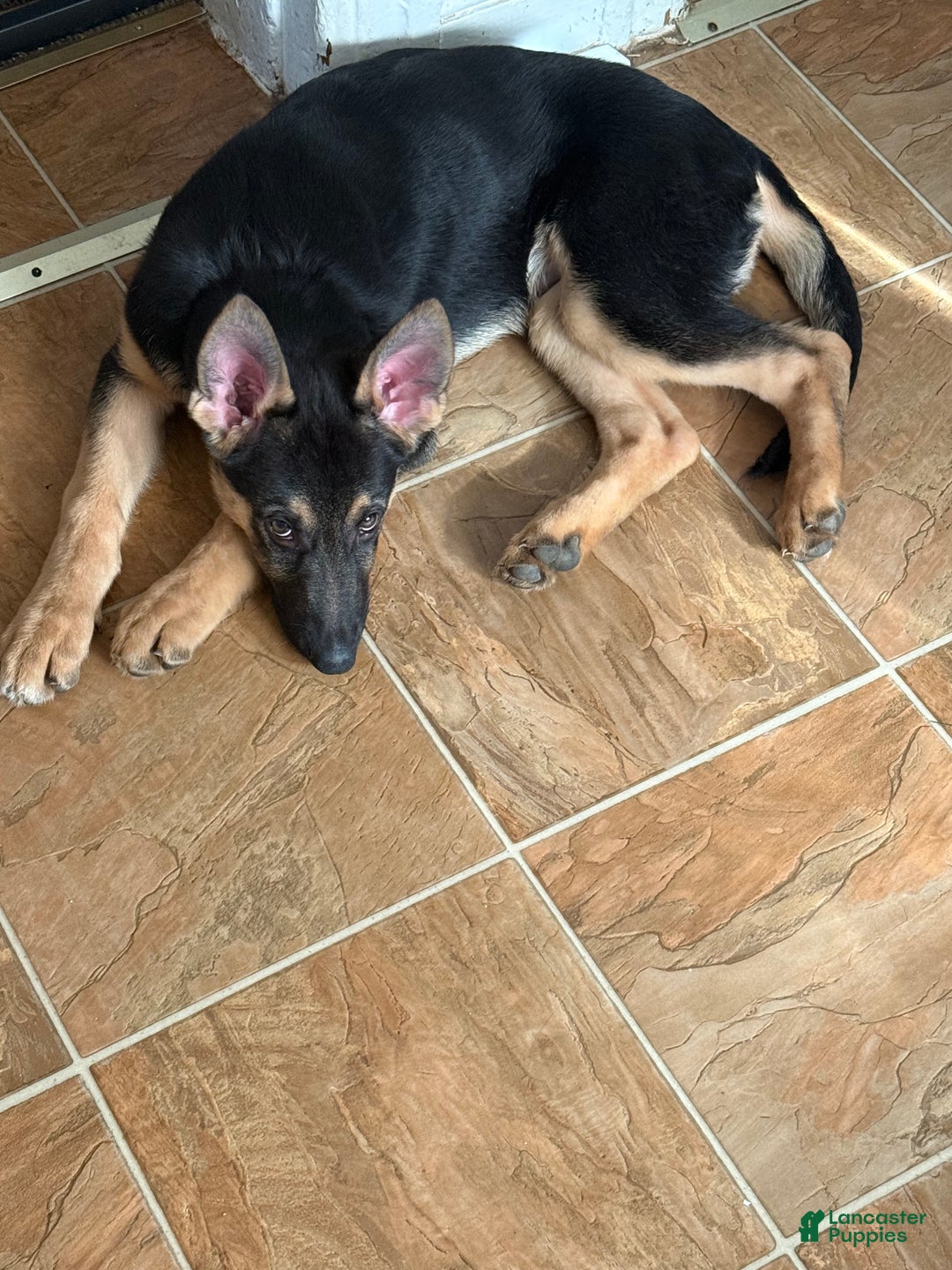 German Shepherd dogs for sale: German Shepherd puppy  - Ad 6