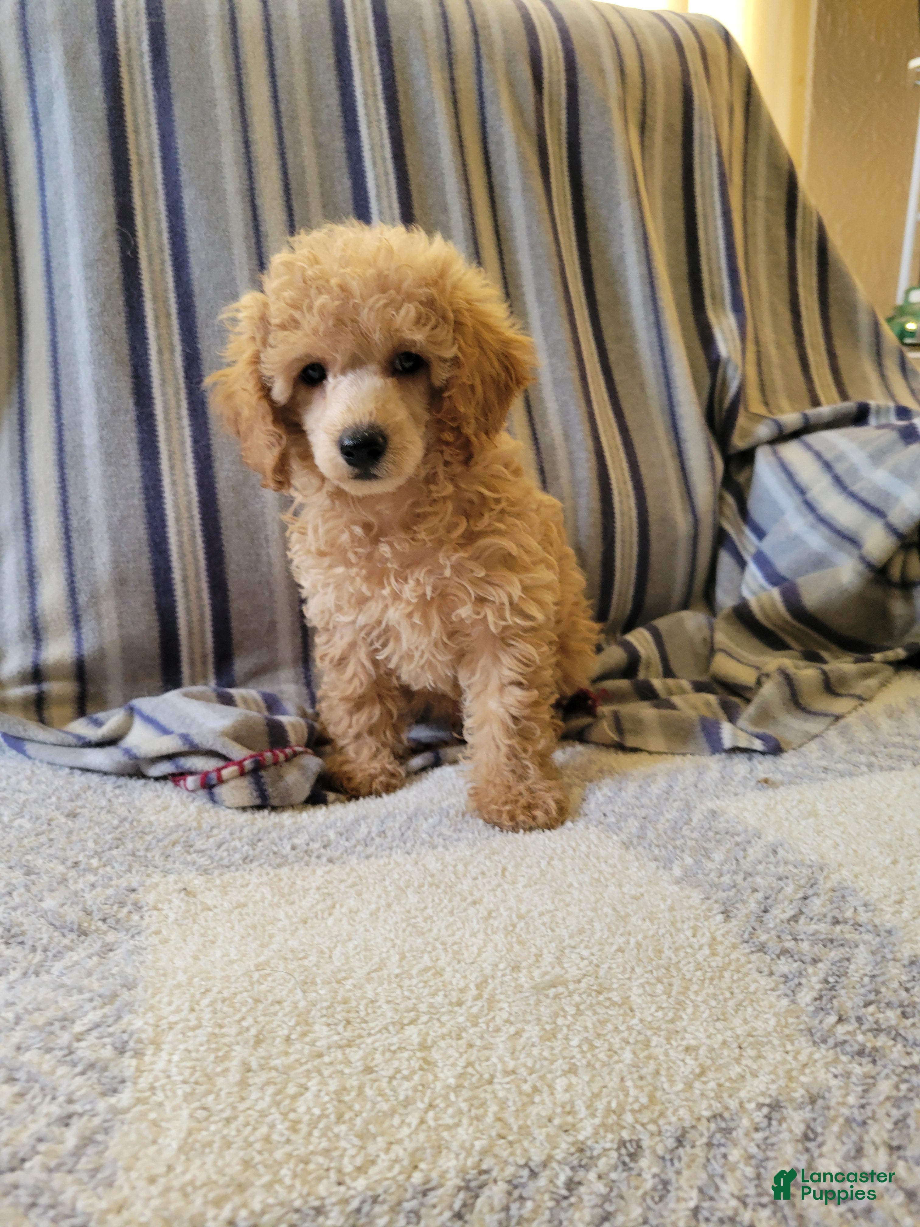 Toy Poodle dogs Toy Poodle 1 - Ad 37