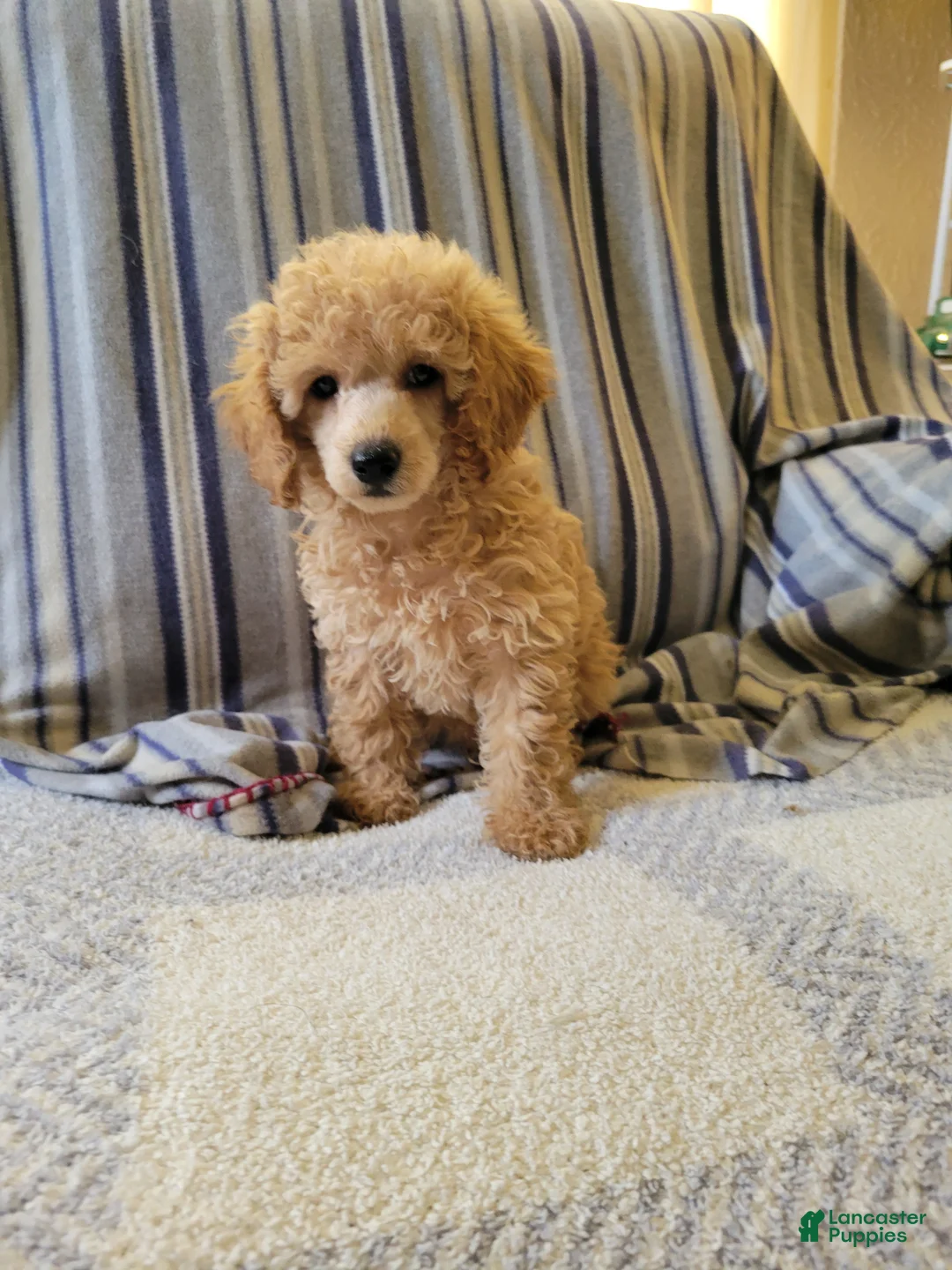 Toy Poodle dogs for sale: Toy Poodle 1 - Ad 1