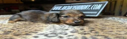 Miniature Dachshund dogs for sale: Lh Shaded red - Ad 6
