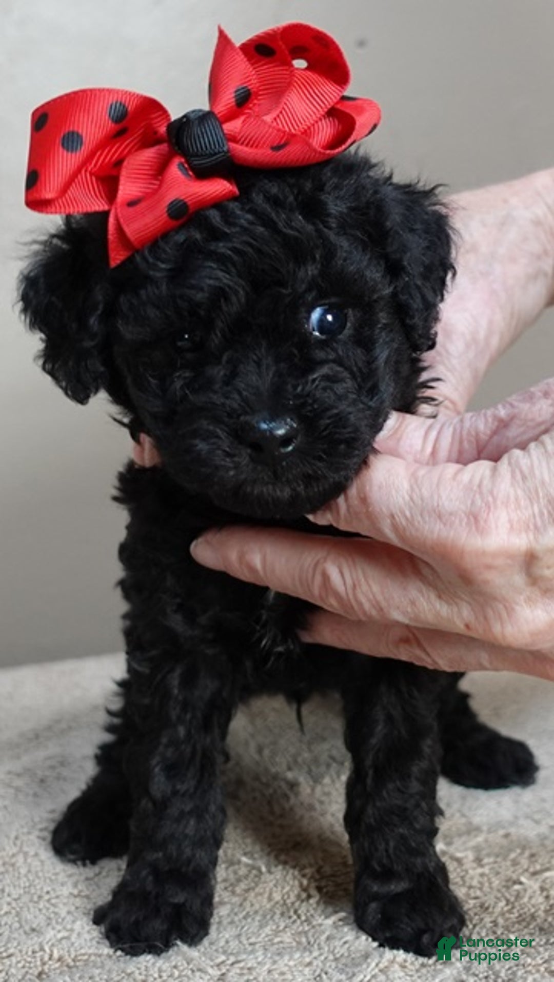 Toy Poodle dogs for sale: Kaida solid black - Ad 12