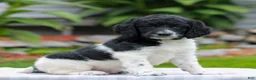 Miniature Labradoodle dogs for sale: Clara  - Ad 3