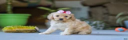 Miniature Poodle dogs for sale: Fiona - Ad 5