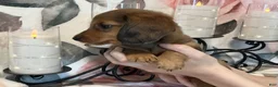 Miniature Dachshund dogs for sale: Teddy - Red Dapple - Ad 3