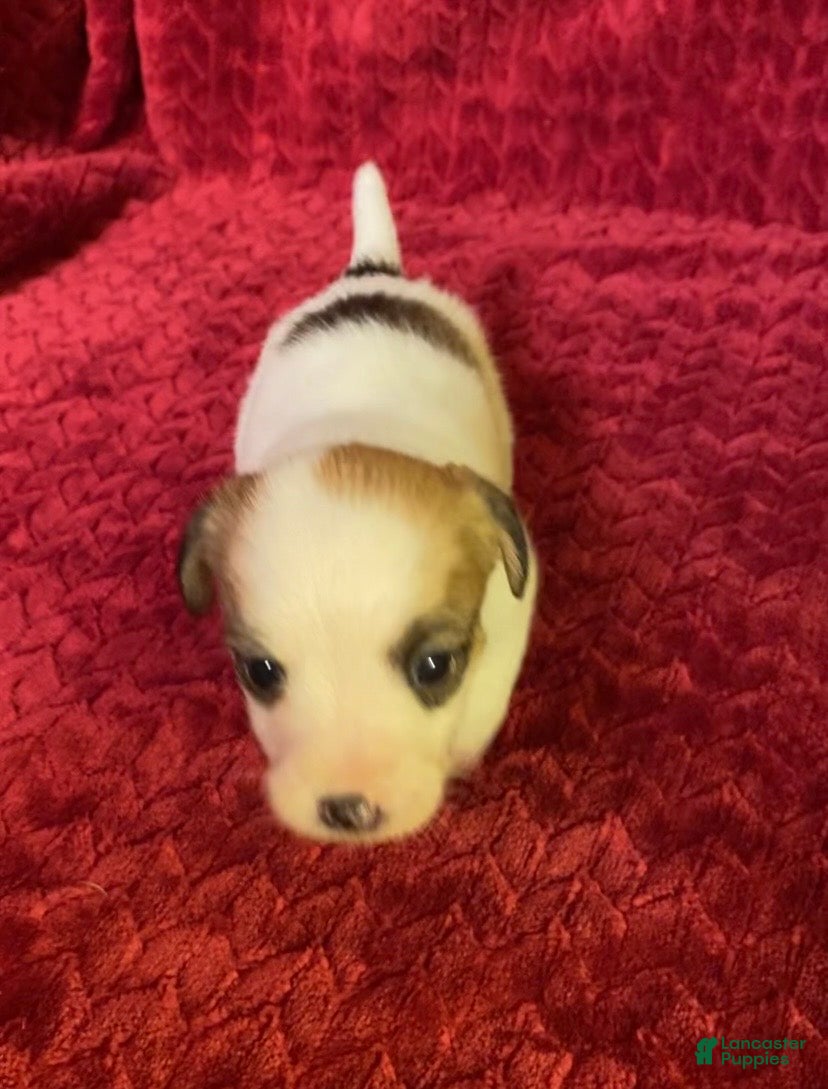 Jack Russell Terrier dogs Jack Russell Terrier Puppy 6 - Ad 1
