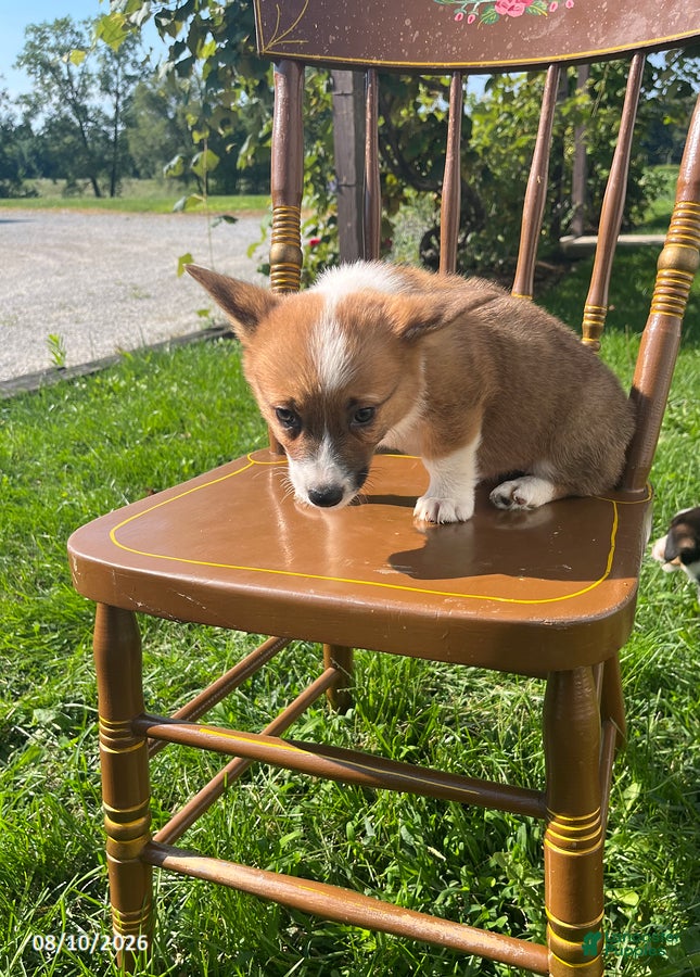 Welsh Corgi Pembroke dogs Layla - Ad 2