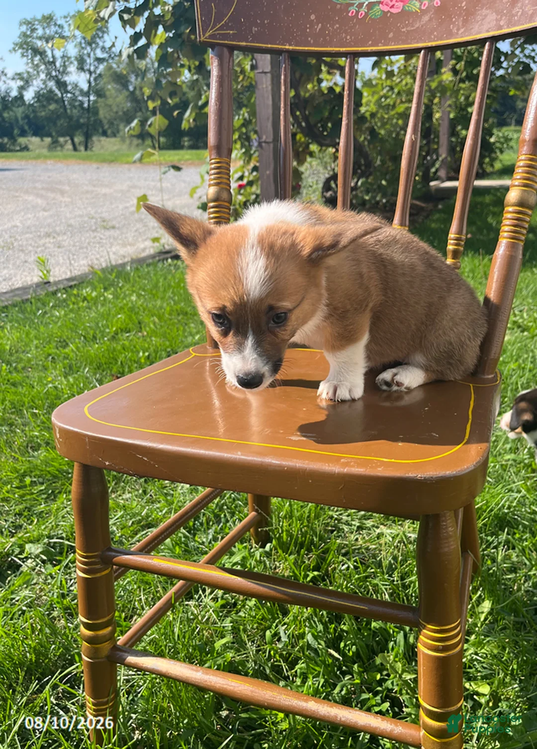 Welsh Corgi Pembroke dogs for sale: Layla - Ad 2