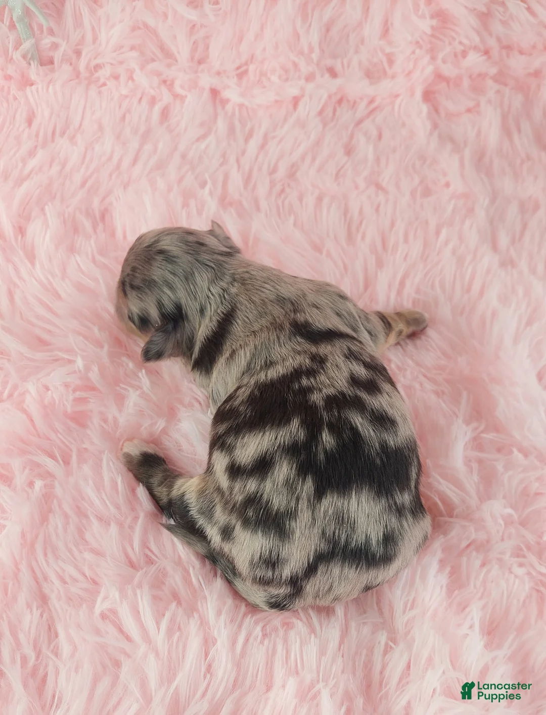 Chihuahua dogs for sale:  Priscilla - Ad 5