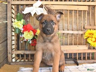 Mixed Breed dogs Ociana - Ad 23