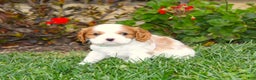 Cavalier King Charles Spaniel dogs for sale: Buddy - Genetic Tested Parents - Ad 20