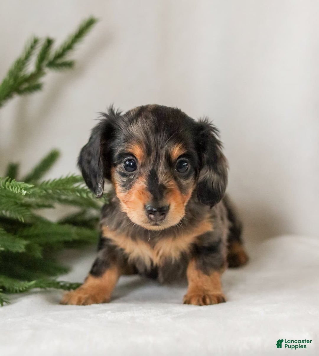 Miniature Dachshund dogs for sale: Ivy - Ad 2