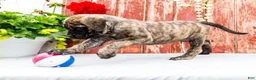 English Mastiff dogs for sale: Mackenzie - Ad 10