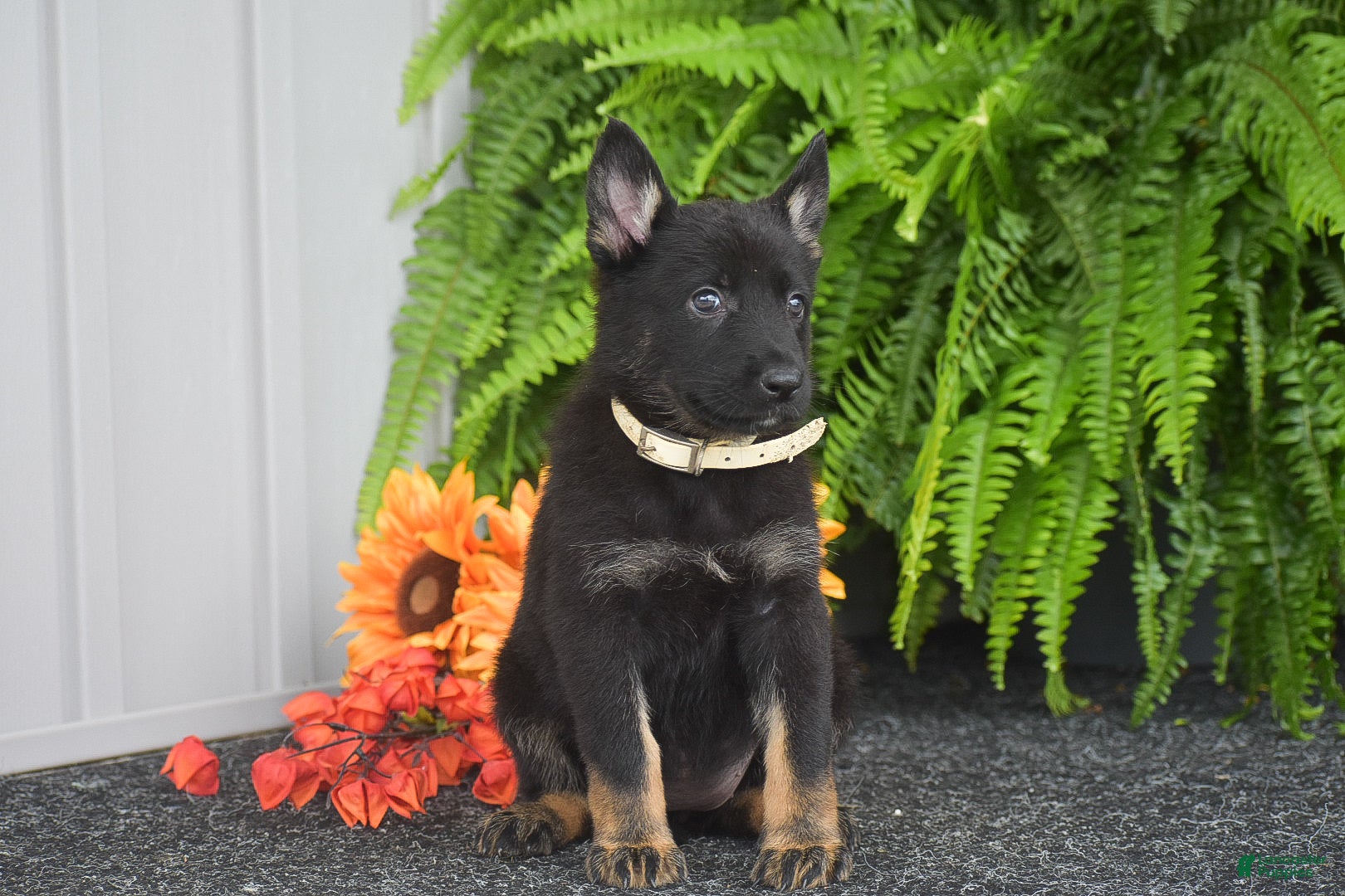 German Shepherd dogs Athena - Ad 2