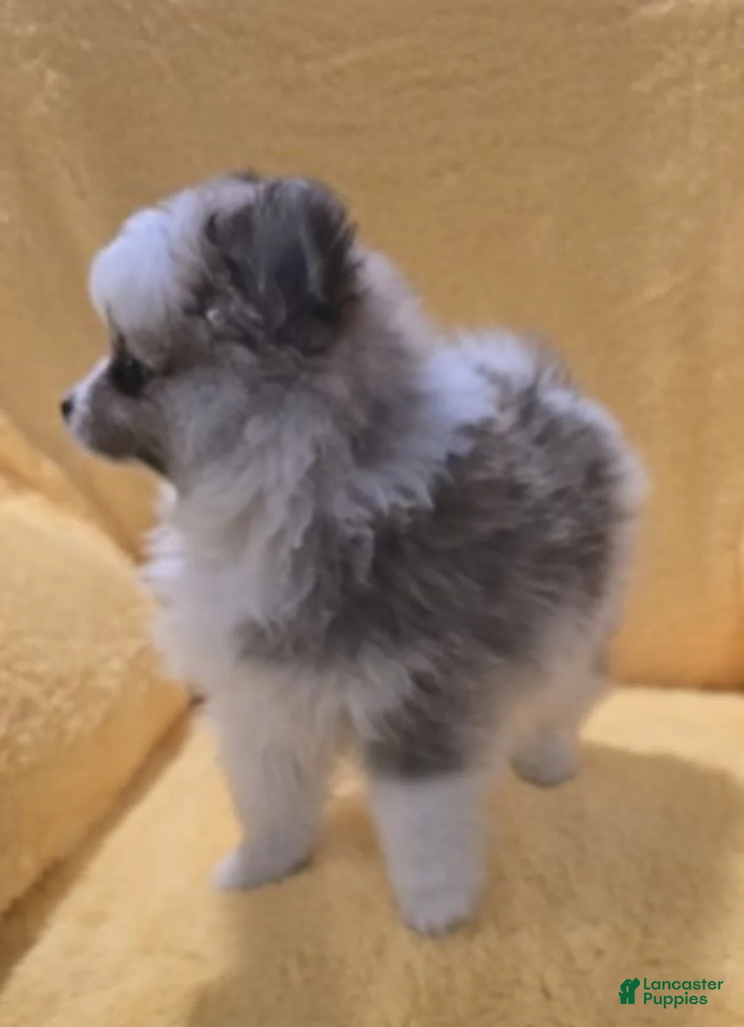 Pomeranian dogs for sale: Pomeranian Puppy 1 - Ad 2