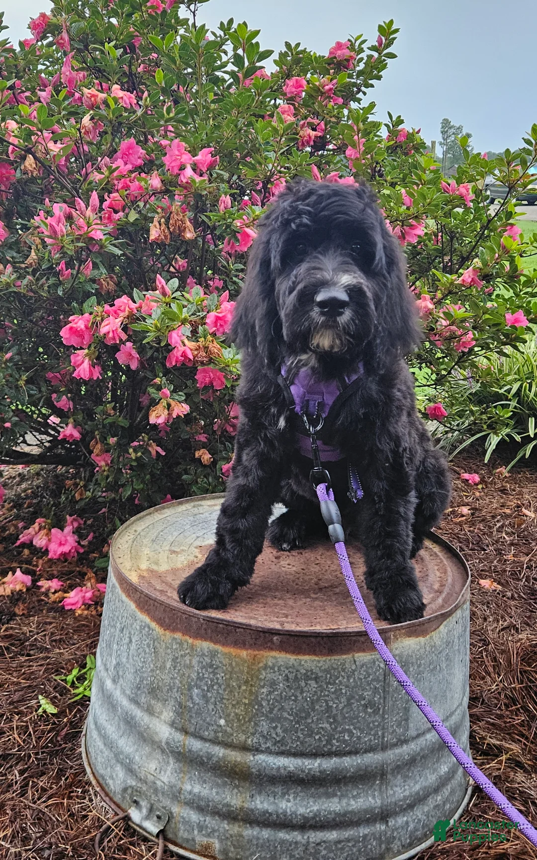 Goldendoodle dogs for sale: F1 ButterBean - Ad 1
