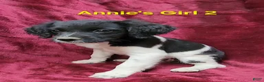 AKC/UKC French Brittany Annie's Girl 2