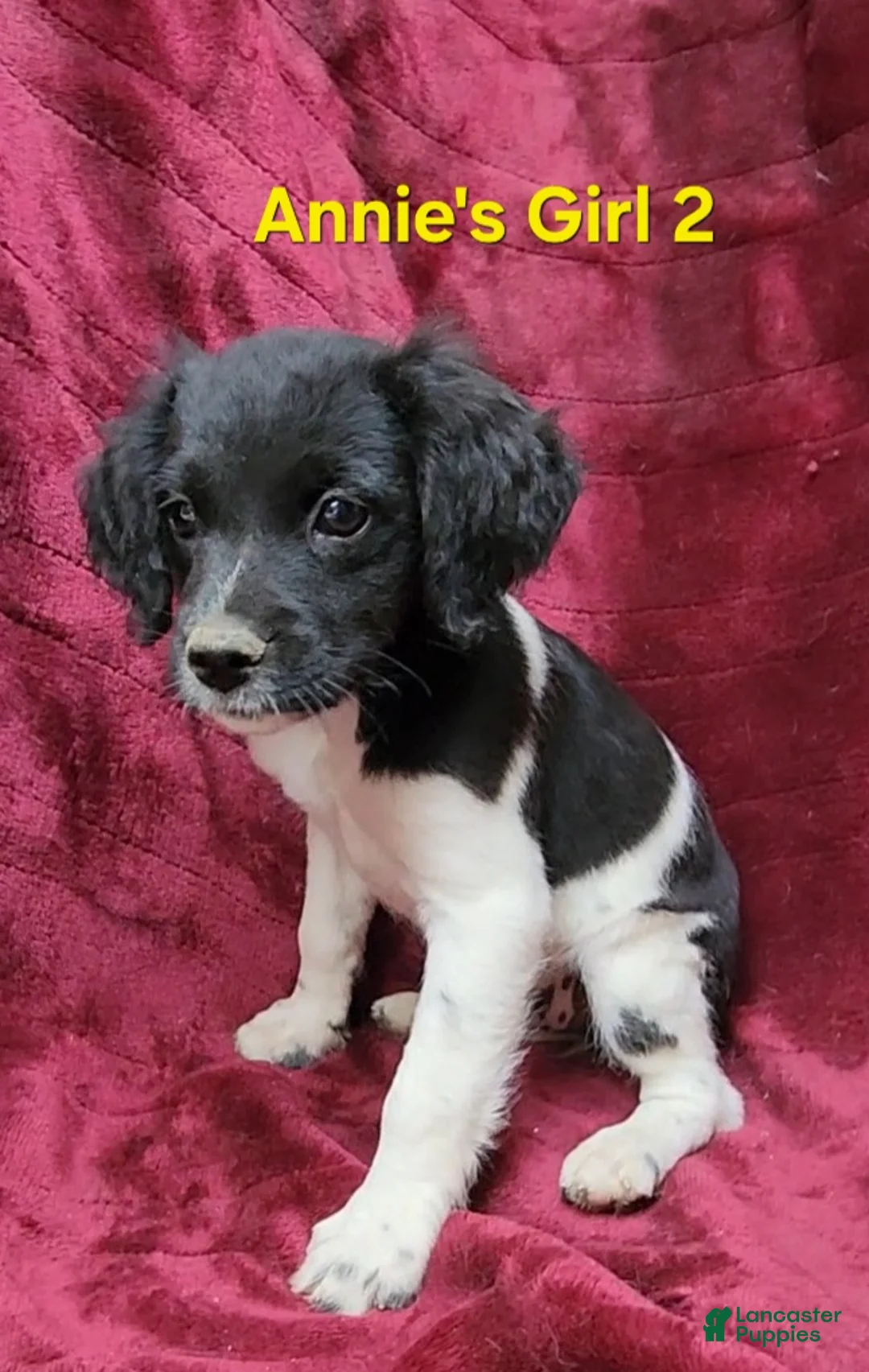Brittany Spaniel dogs for sale: AKC/UKC French Brittany Annie's Girl 2 - Ad 1