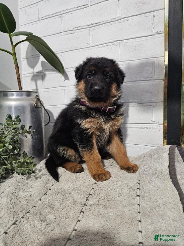 German Shepherd dogs Riley - Ad 1