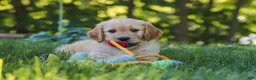 Mixed Breed dogs for sale: Jasmine - Ad 6