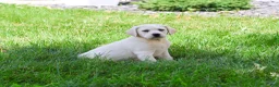 Labrador Retriever dogs for sale: Vidia - Ad 4