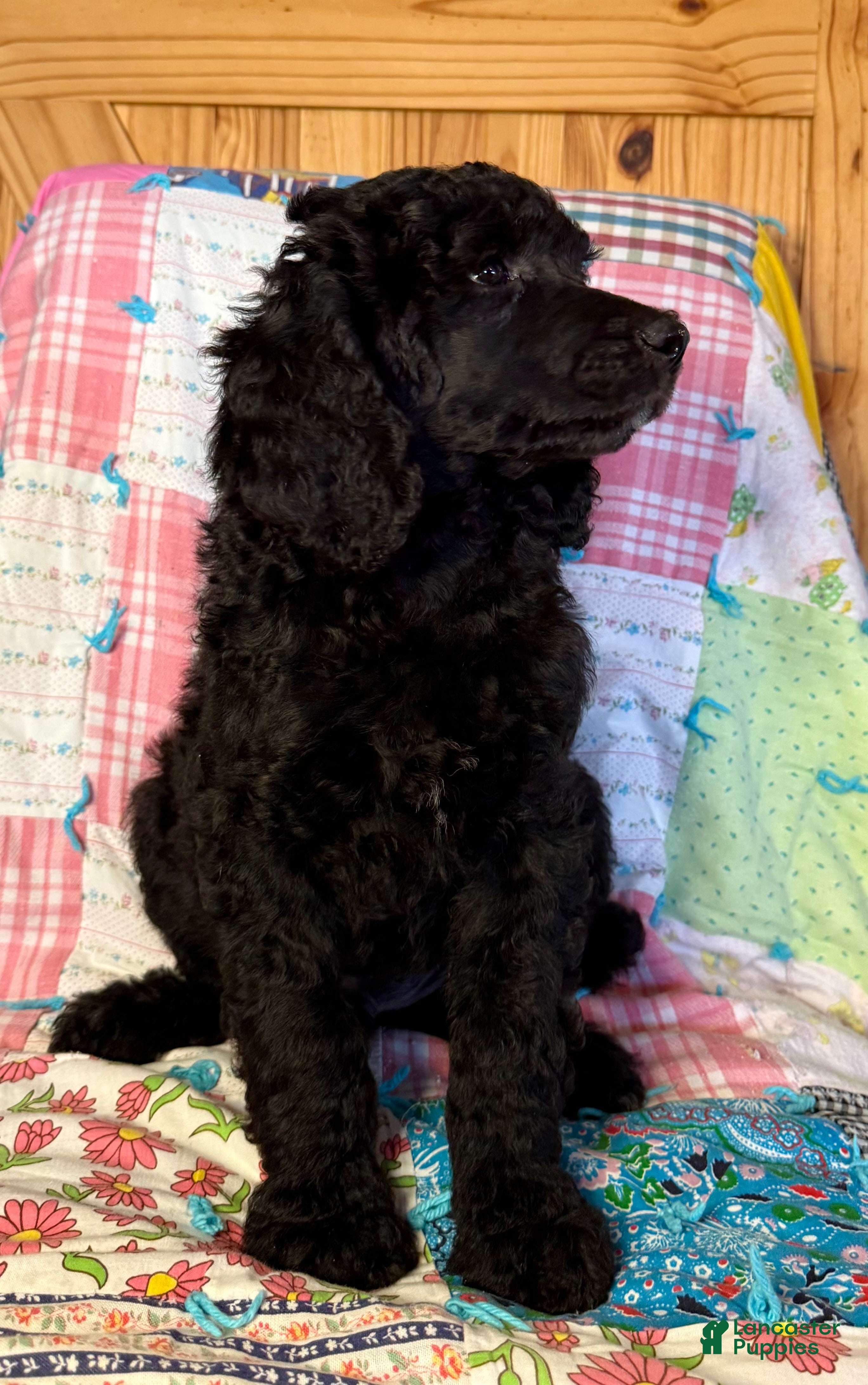 Standard Poodle dogs Fendi - Ad 2
