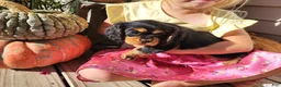 Cavalier King Charles Spaniel dogs for sale: Gracie - Ad 1