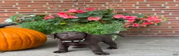 Labrador Retriever dogs for sale: Molly - Ad 2