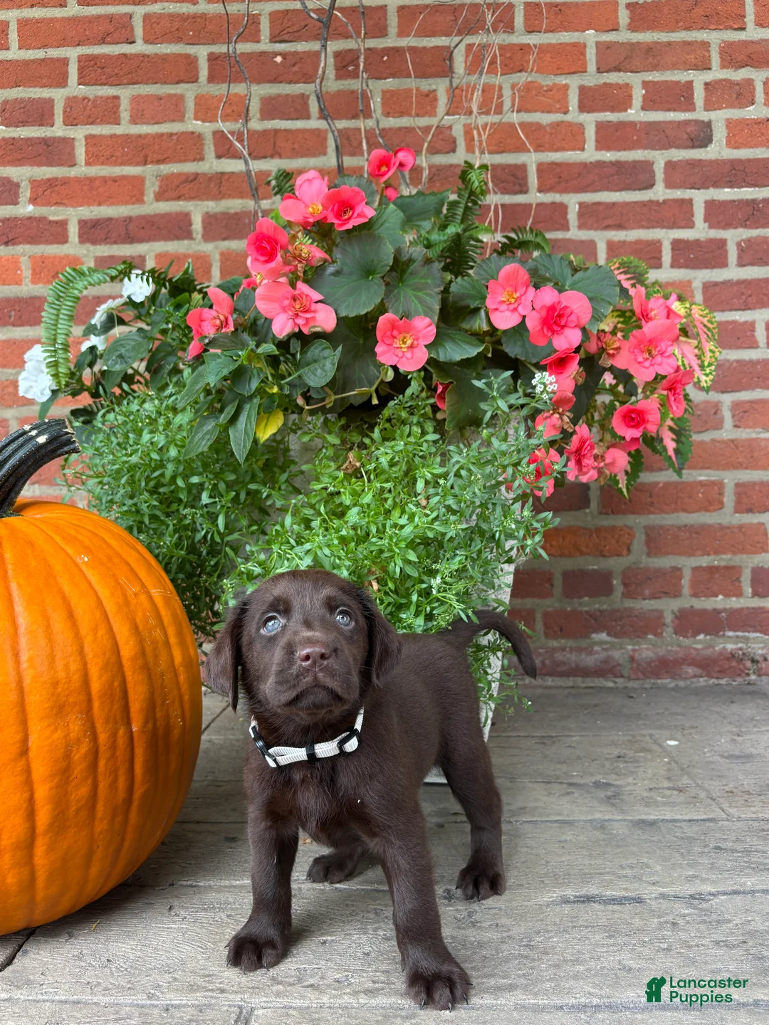 Labrador Retriever dogs for sale: Molly - Ad 2