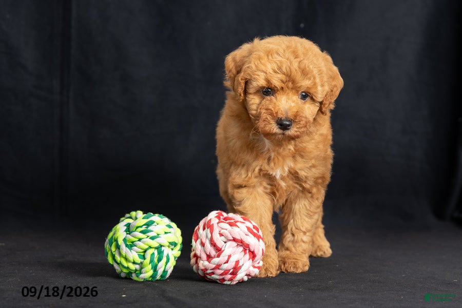 Mini Goldendoodle dogs Dorthy - Ad 2