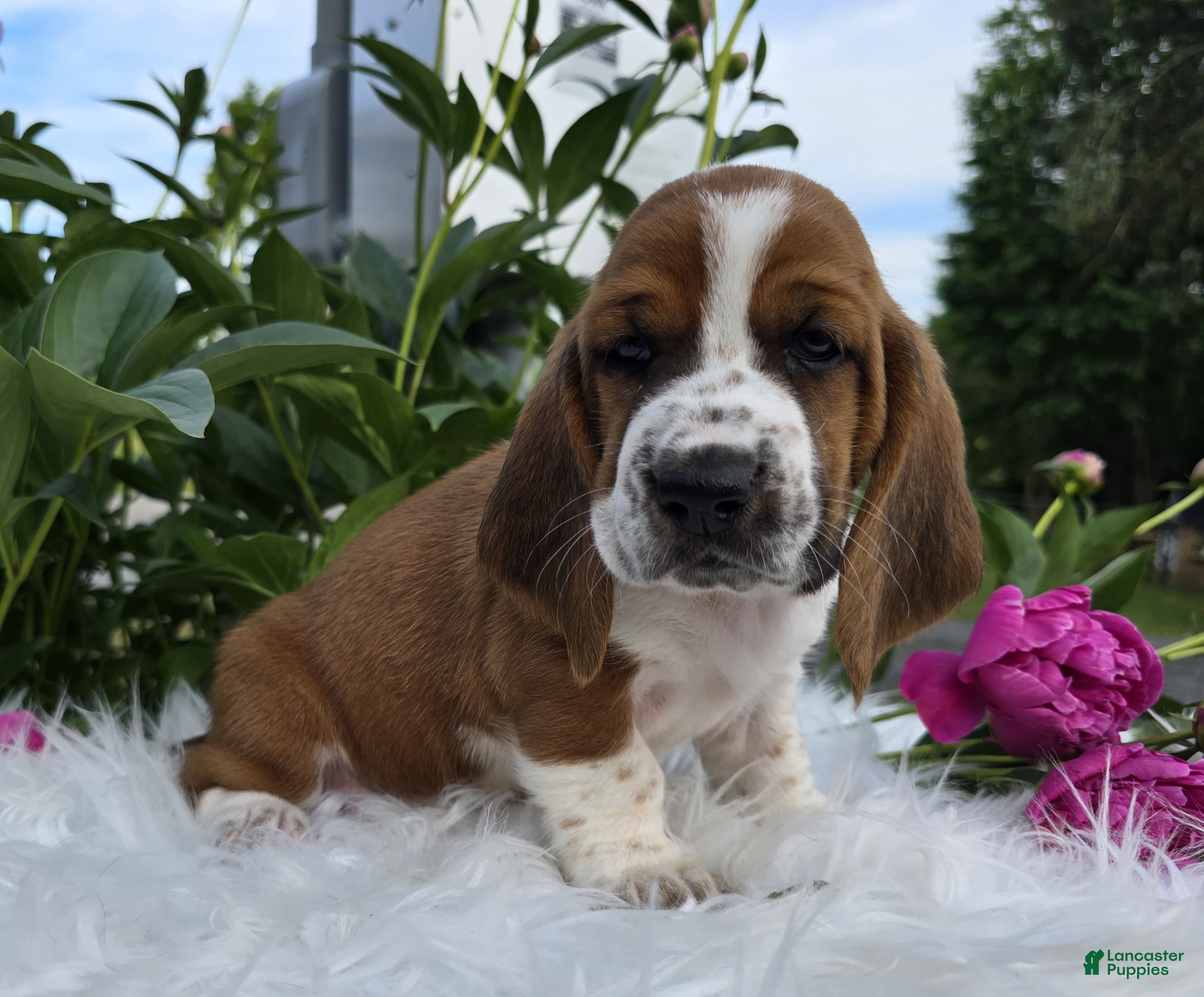 Basset Hound dogs for sale: Hattie - Ad 3
