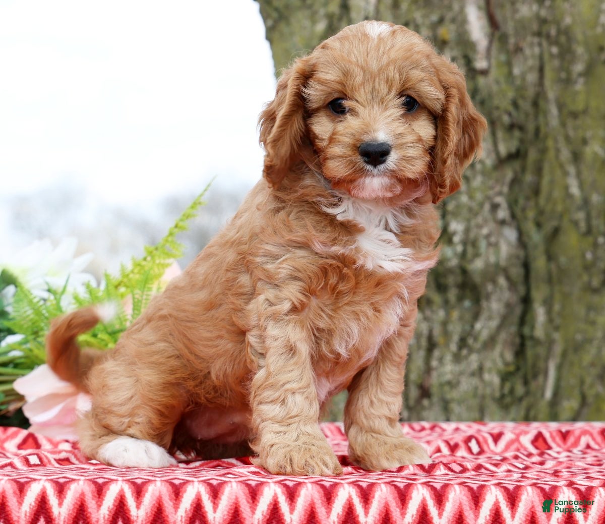 Cavapoo dogs Bagel - Ad 1