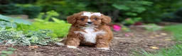 Cavapoo dogs for sale: Gracie - Ad 3